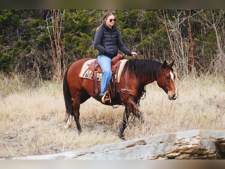 American Quarter Horse Castrone 12 Anni 147 cm Baio ciliegia in Stephenville TX