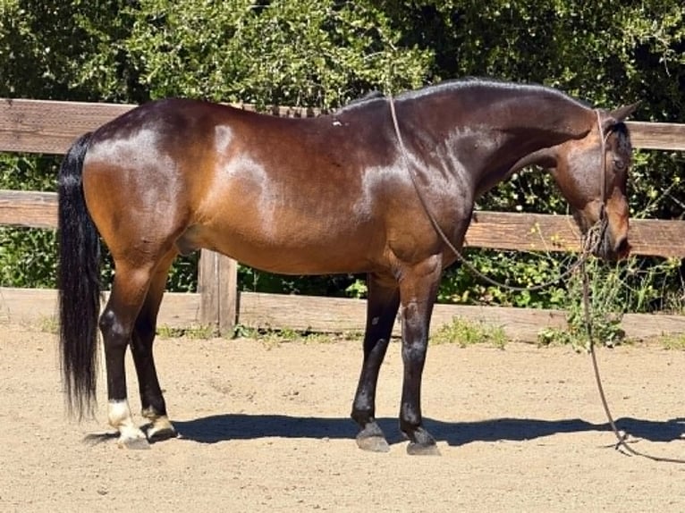 American Quarter Horse Castrone 12 Anni 147 cm Baio ciliegia in King City