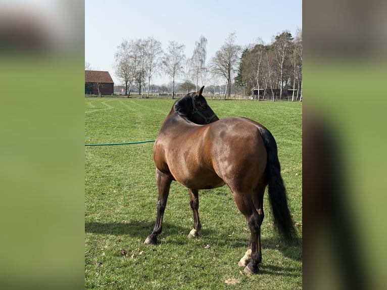 American Quarter Horse Castrone 12 Anni 147 cm Baio scuro in Sassenberg