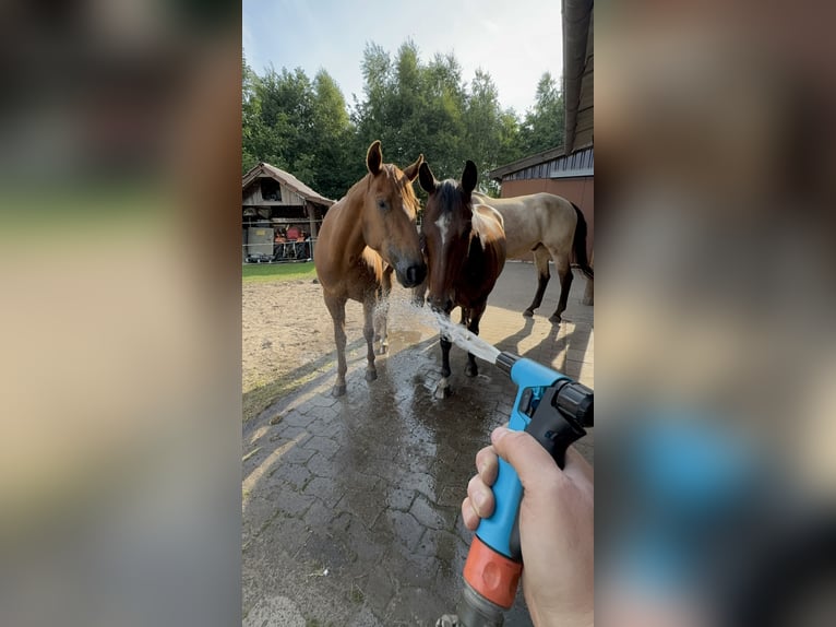 American Quarter Horse Castrone 12 Anni 147 cm Baio scuro in Sassenberg