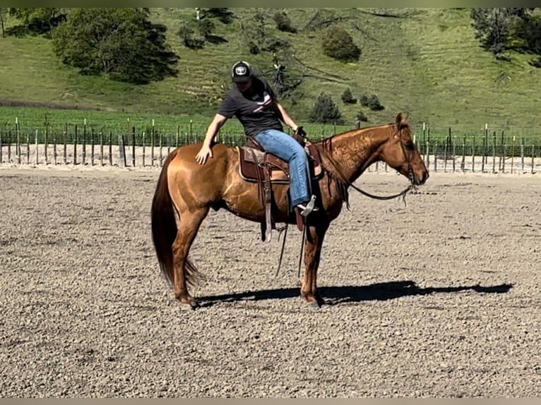 American Quarter Horse Castrone 12 Anni 147 cm Falbo in Paicines CA