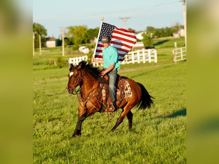 American Quarter Horse Castrone 12 Anni 147 cm Falbo in Corsica