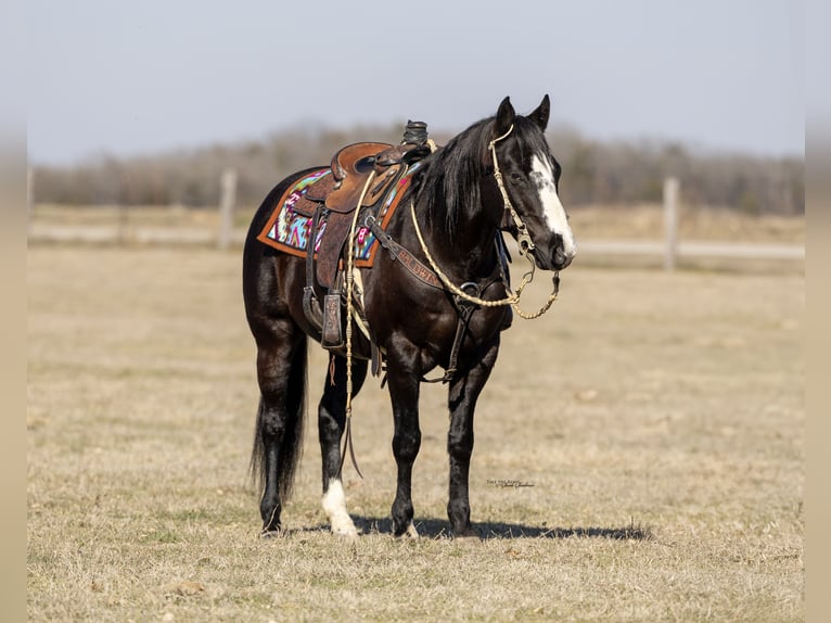 American Quarter Horse Castrone 12 Anni 147 cm Morello in Madill, OK