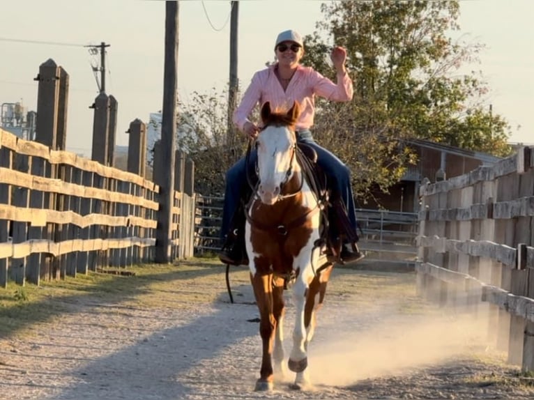 American Quarter Horse Castrone 12 Anni 147 cm Overo-tutti i colori in Weatherford TX