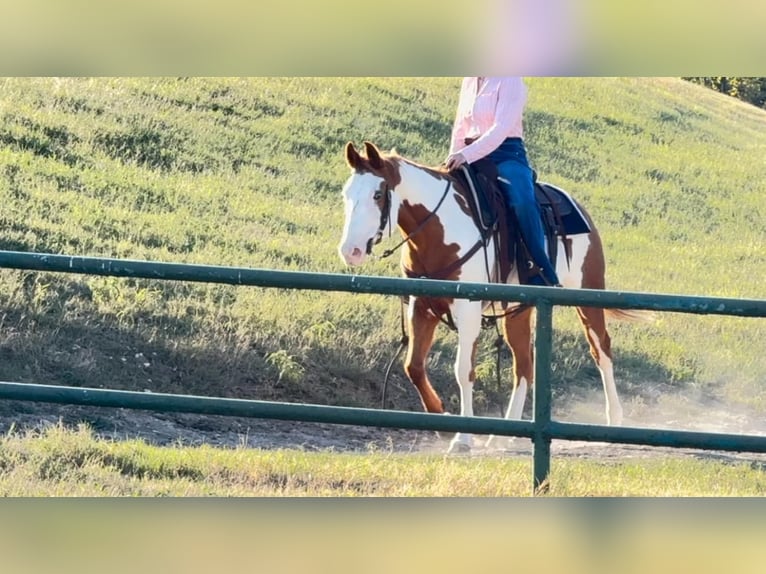 American Quarter Horse Castrone 12 Anni 147 cm Overo-tutti i colori in Weatherford TX