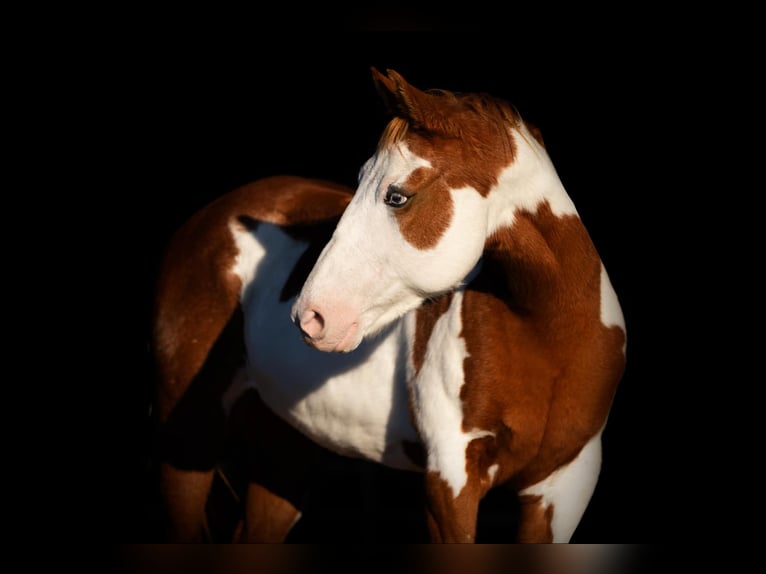 American Quarter Horse Castrone 12 Anni 147 cm Overo-tutti i colori in Weatherford TX