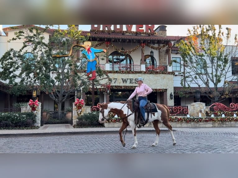 American Quarter Horse Castrone 12 Anni 147 cm Overo-tutti i colori in Weatherford TX