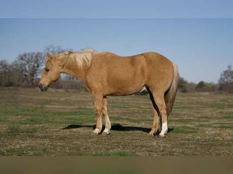 American Quarter Horse Castrone 12 Anni 147 cm Palomino in Kaufman