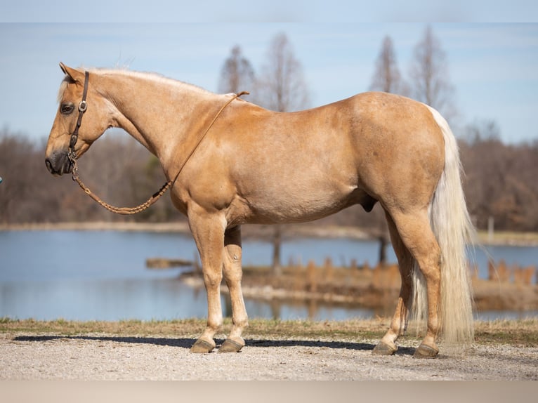 American Quarter Horse Castrone 12 Anni 147 cm Palomino in Robards, KY