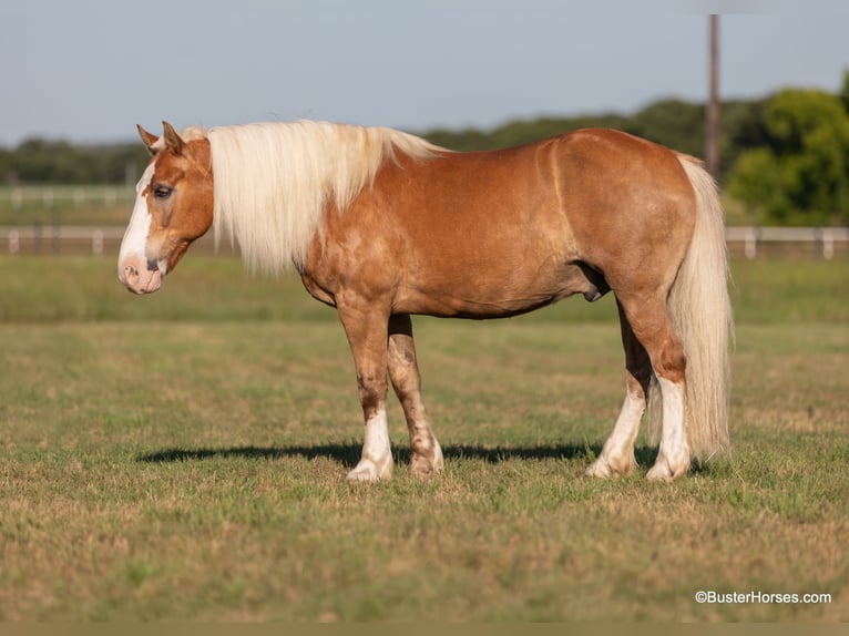 American Quarter Horse Castrone 12 Anni 147 cm Palomino in WEATHERFORD, TX