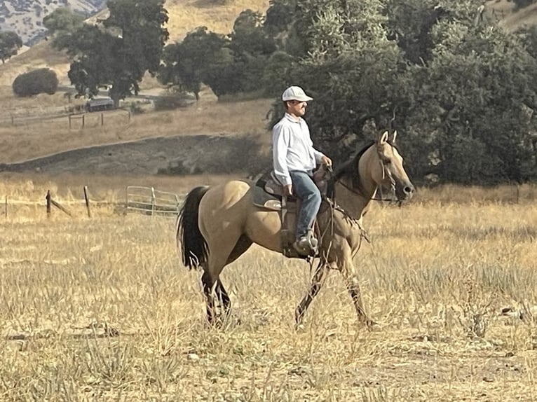 American Quarter Horse Castrone 12 Anni 147 cm Pelle di daino in Paicines CA