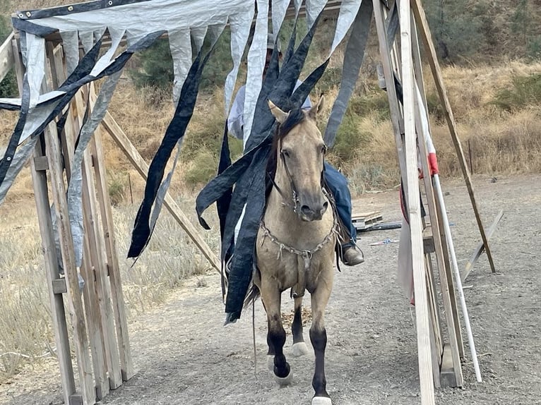 American Quarter Horse Castrone 12 Anni 147 cm Pelle di daino in Paicines CA