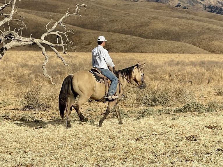 American Quarter Horse Castrone 12 Anni 147 cm Pelle di daino in Paicines CA