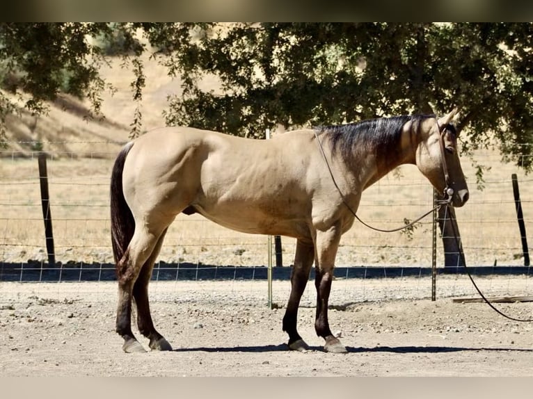 American Quarter Horse Castrone 12 Anni 147 cm Pelle di daino in Paicines CA