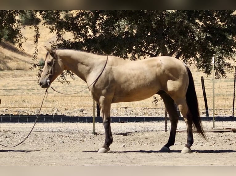 American Quarter Horse Castrone 12 Anni 147 cm Pelle di daino in Paicines CA