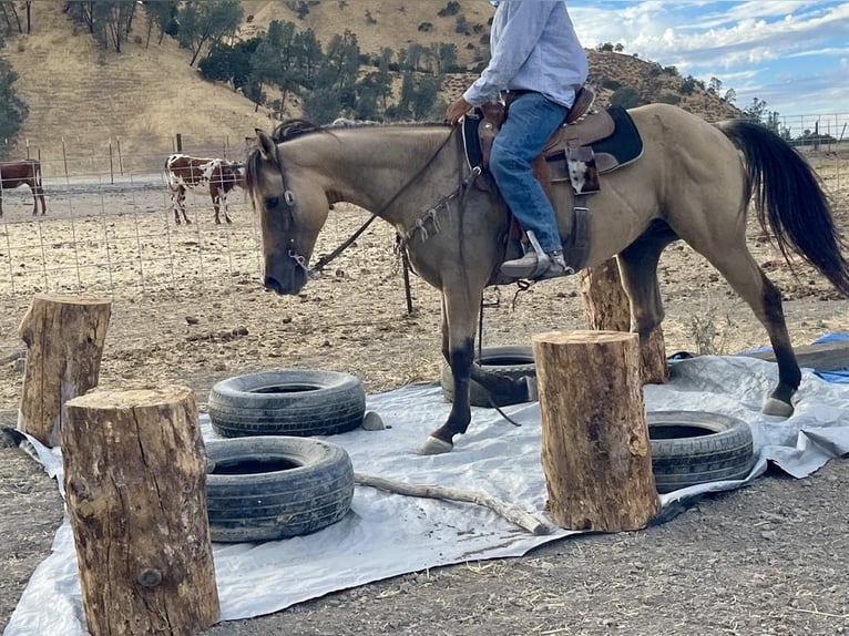 American Quarter Horse Castrone 12 Anni 147 cm Pelle di daino in Paicines CA