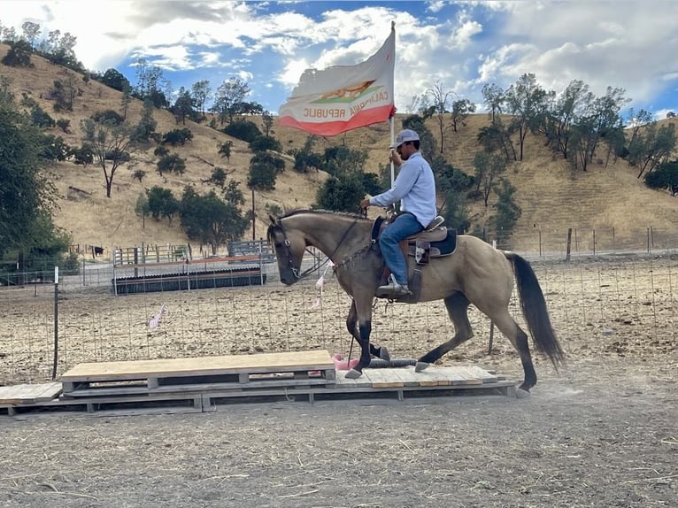 American Quarter Horse Castrone 12 Anni 147 cm Pelle di daino in Paicines CA