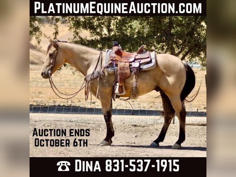 American Quarter Horse Castrone 12 Anni 147 cm Pelle di daino in Paicines CA