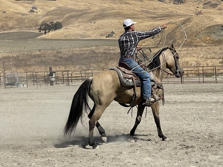 American Quarter Horse Castrone 12 Anni 147 cm Pelle di daino in Paicines CA