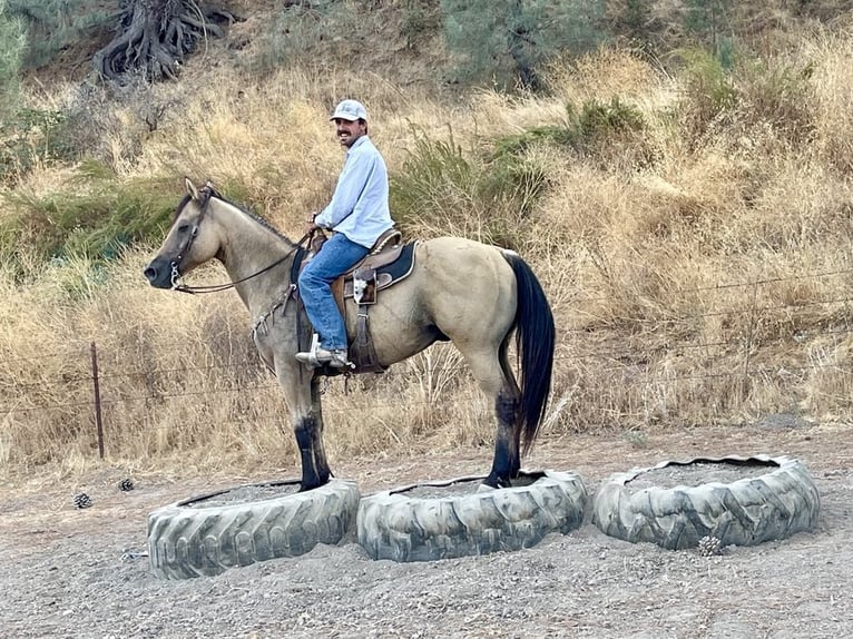 American Quarter Horse Castrone 12 Anni 147 cm Pelle di daino in Paicines CA