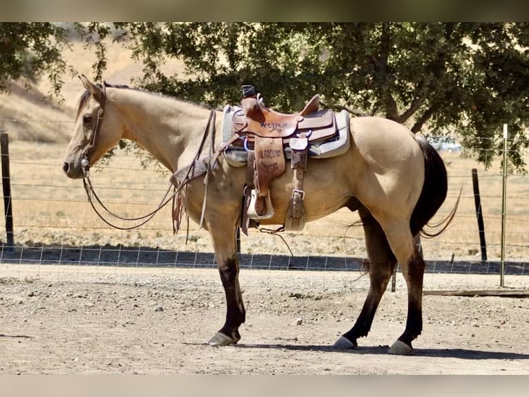 American Quarter Horse Castrone 12 Anni 147 cm Pelle di daino in Paicines CA