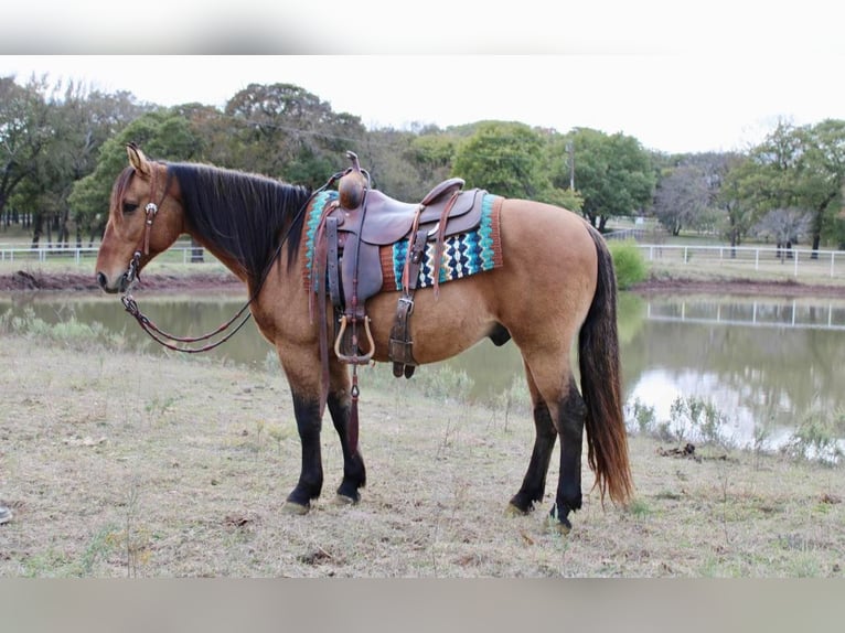 American Quarter Horse Castrone 12 Anni 147 cm Pelle di daino in Pilot Point TX