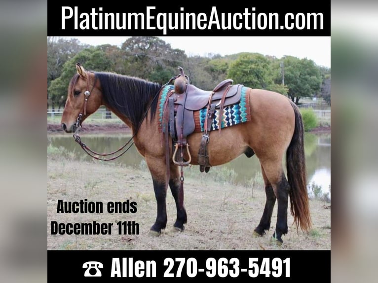 American Quarter Horse Castrone 12 Anni 147 cm Pelle di daino in Pilot Point TX