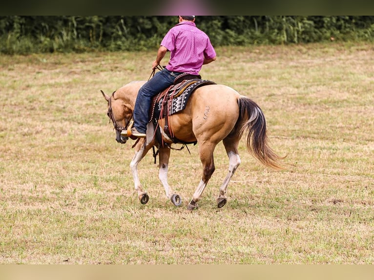 American Quarter Horse Castrone 12 Anni 147 cm Pelle di daino in Santa Fe TN