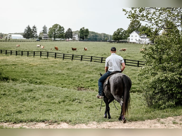 American Quarter Horse Castrone 12 Anni 147 cm Roano blu in Dalton