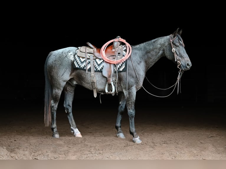 American Quarter Horse Castrone 12 Anni 147 cm Roano blu in Dalton