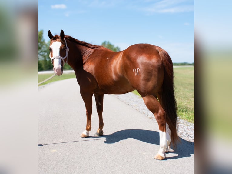 American Quarter Horse Castrone 12 Anni 147 cm Sauro ciliegia in Henderson, KY