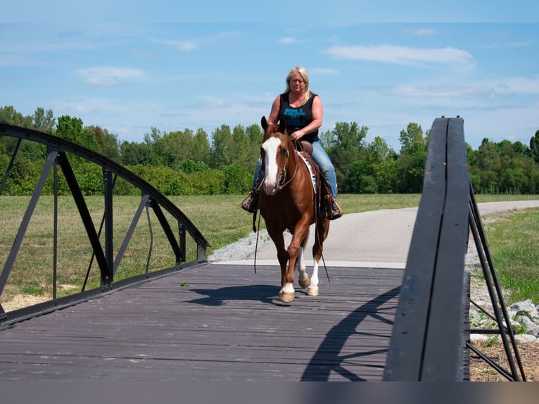 American Quarter Horse Castrone 12 Anni 147 cm Sauro ciliegia in Henderson, KY