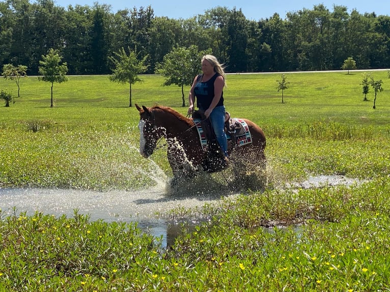 American Quarter Horse Castrone 12 Anni 147 cm Sauro ciliegia in Henderson, KY