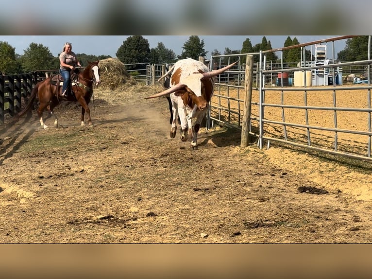 American Quarter Horse Castrone 12 Anni 147 cm Sauro ciliegia in Henderson, KY