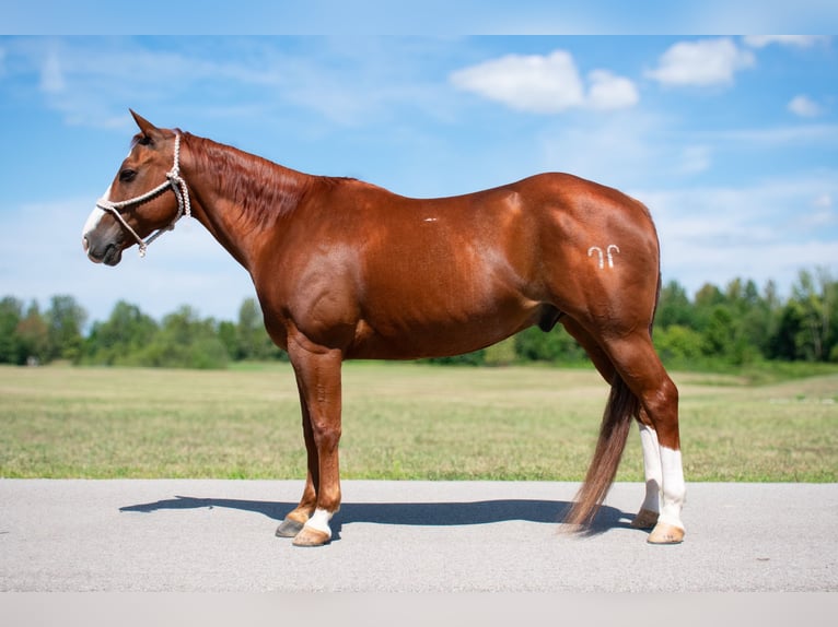 American Quarter Horse Castrone 12 Anni 147 cm Sauro ciliegia in Henderson, KY