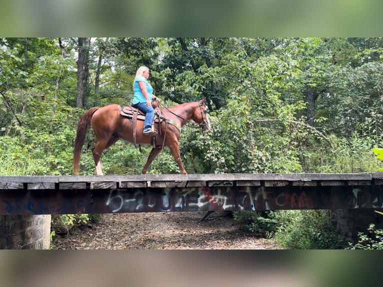 American Quarter Horse Castrone 12 Anni 147 cm Sauro ciliegia in Henderson, KY