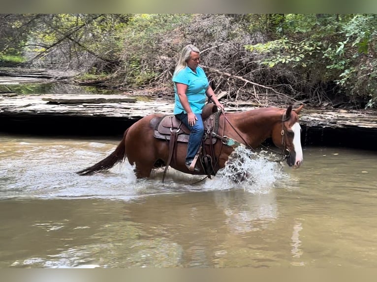 American Quarter Horse Castrone 12 Anni 147 cm Sauro ciliegia in Henderson, KY