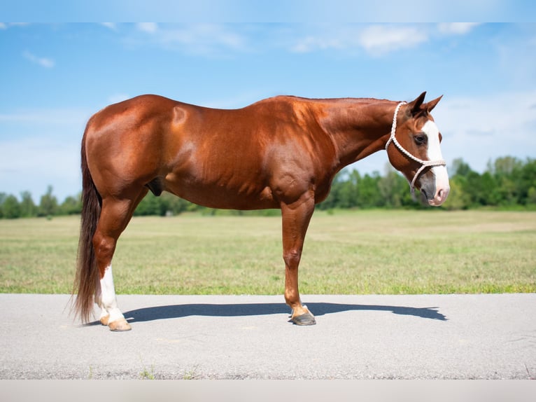 American Quarter Horse Castrone 12 Anni 147 cm Sauro ciliegia in Henderson, KY