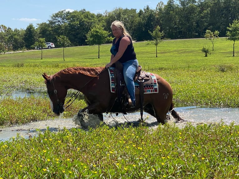 American Quarter Horse Castrone 12 Anni 147 cm Sauro ciliegia in Henderson, KY