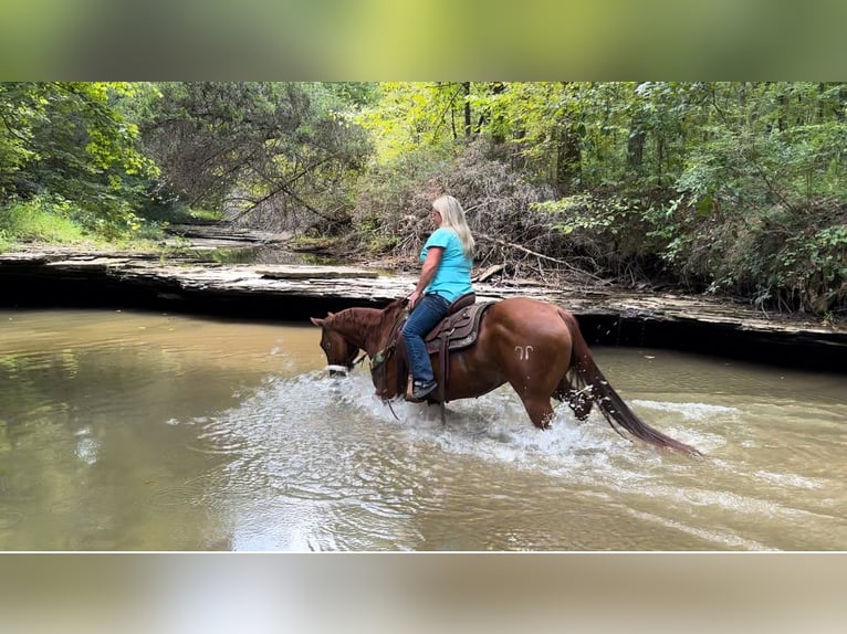 American Quarter Horse Castrone 12 Anni 147 cm Sauro ciliegia in Henderson, KY