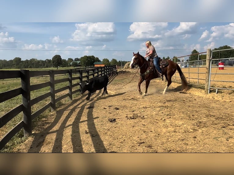 American Quarter Horse Castrone 12 Anni 147 cm Sauro ciliegia in Henderson, KY