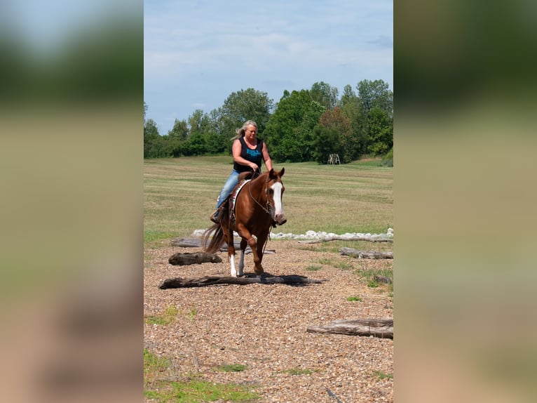 American Quarter Horse Castrone 12 Anni 147 cm Sauro ciliegia in Henderson, KY