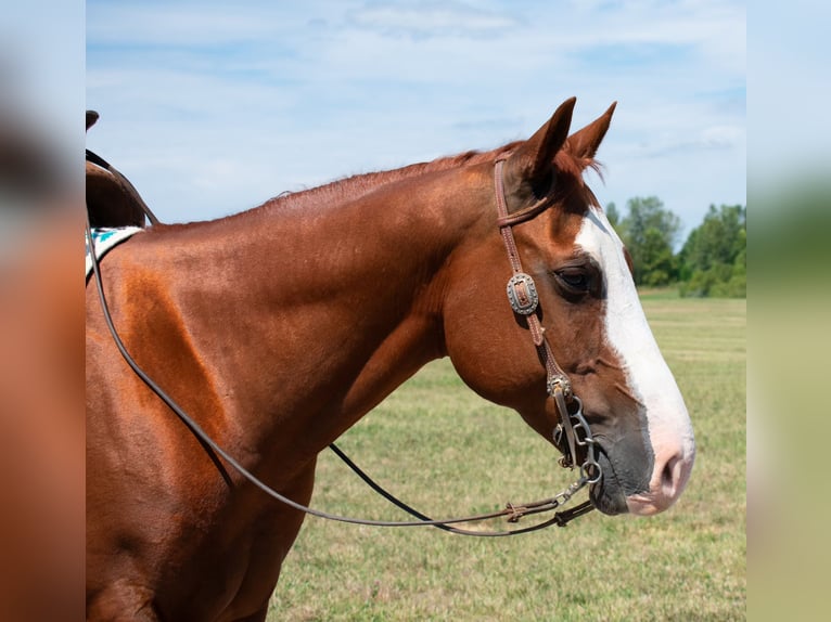 American Quarter Horse Castrone 12 Anni 147 cm Sauro ciliegia in Henderson, KY