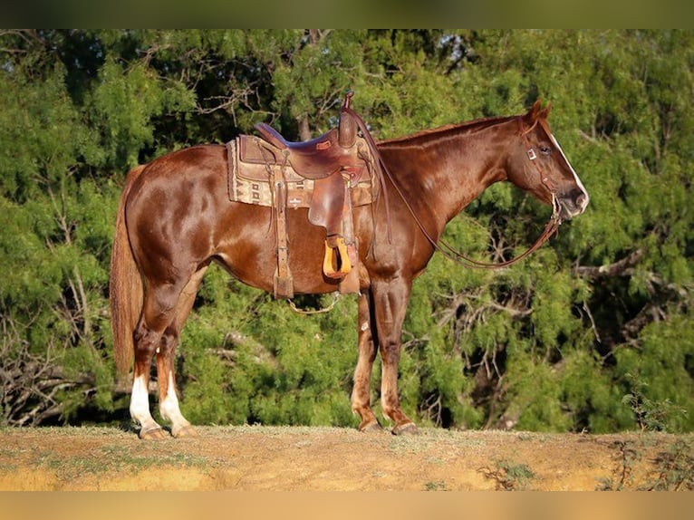 American Quarter Horse Castrone 12 Anni 147 cm Sauro ciliegia in Cleburne TX