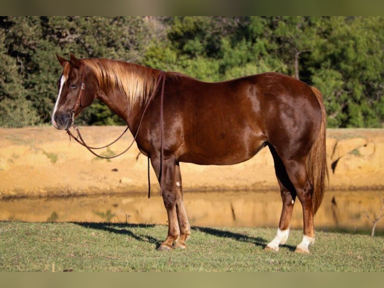 American Quarter Horse Castrone 12 Anni 147 cm Sauro ciliegia in Cleburne TX