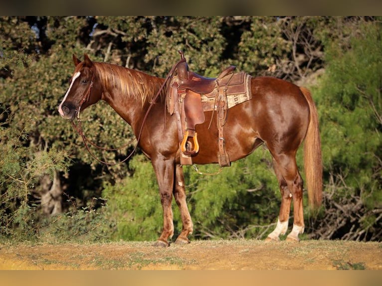 American Quarter Horse Castrone 12 Anni 147 cm Sauro ciliegia in Cleburne TX