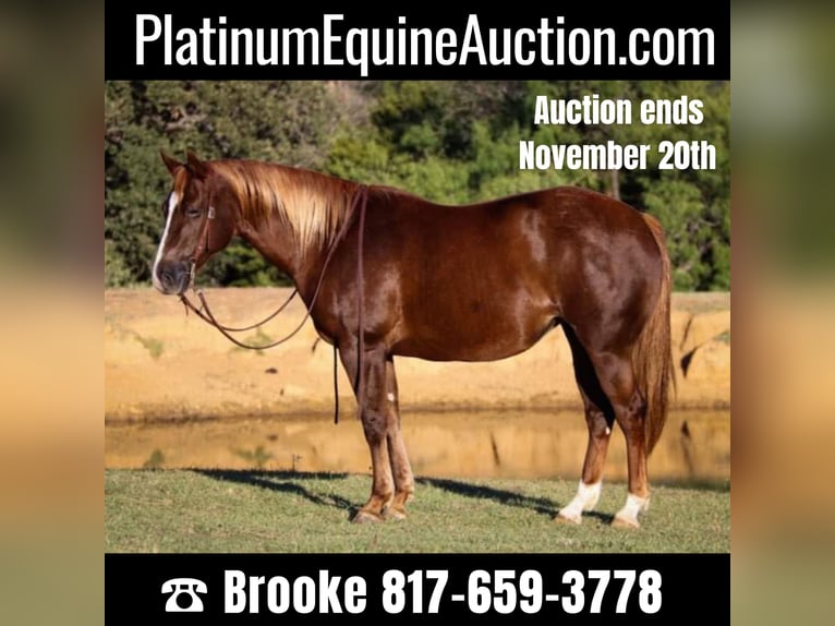 American Quarter Horse Castrone 12 Anni 147 cm Sauro ciliegia in Cleburne TX