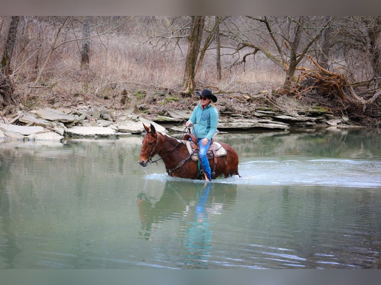 American Quarter Horse Castrone 12 Anni 147 cm Sauro ciliegia in Flemmingsburg KY