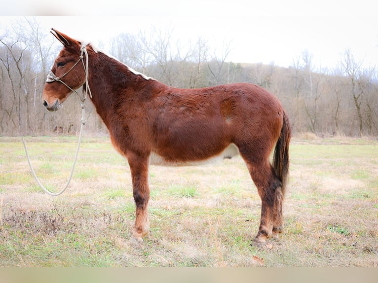 American Quarter Horse Castrone 12 Anni 147 cm Sauro ciliegia in Flemmingsburg KY