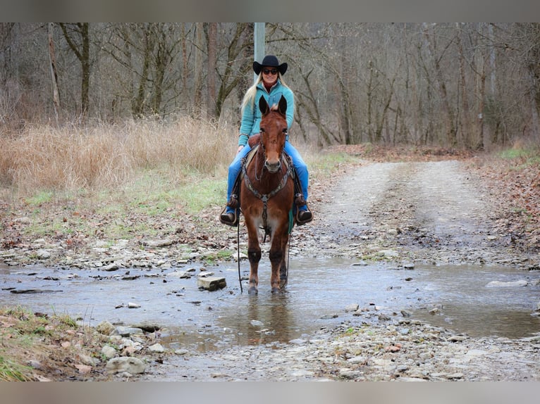 American Quarter Horse Castrone 12 Anni 147 cm Sauro ciliegia in Flemmingsburg KY